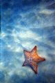 Starfish: Peter Island 